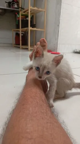 Gatinho pra adoção 
