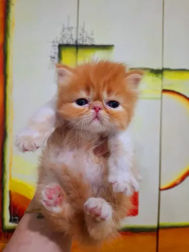 Filhote de fêmea persa -Fêmea