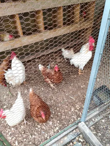 Vendo pinto legorne