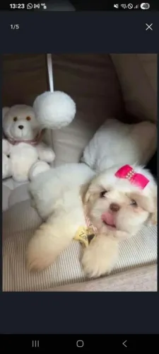 Shihtzu femea miniatura