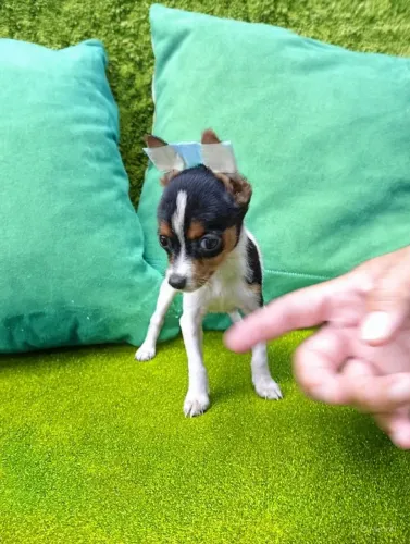Seu novo melhor amigo te espera - filhote de Pinscher