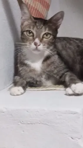 Doação de uma gata!