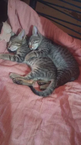 Doação de gato 