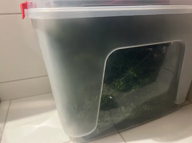 Árvore de Natal, cor verde, modelo Pinheiro. Altura 1.60. Valor 100 reais 