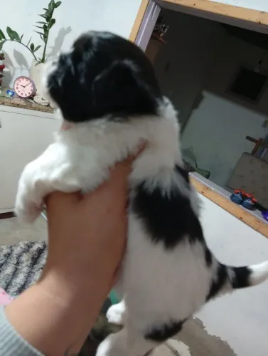 Mini Shitzu miniatura 