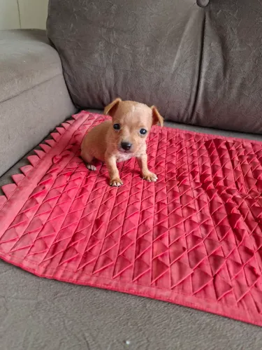 LINDO FILHOTE PINCHER ZERO!!
