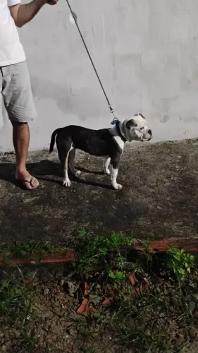 american bully pocket