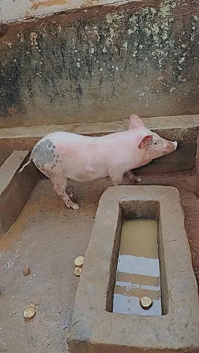 Vendo esses porcos 