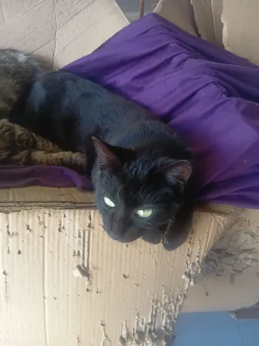 Gatos para doação