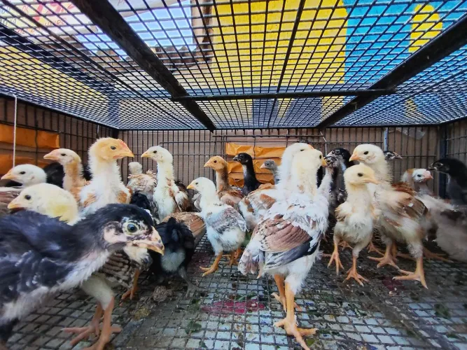Vendo pintinhos 28 dias.
