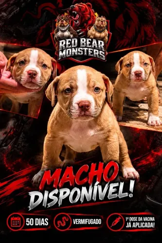 Filhote DISPONÍVEL 