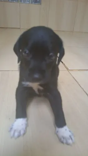 Filhote  mestiço de labrador 