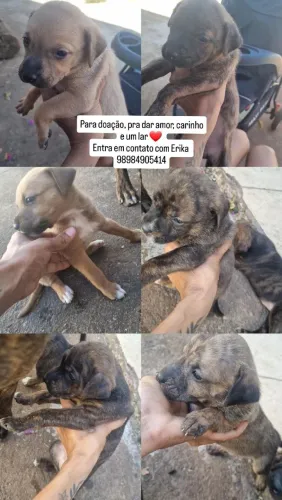 Doação de Cachorras disponível pra retirada no conjunto Vera Cruz 1
