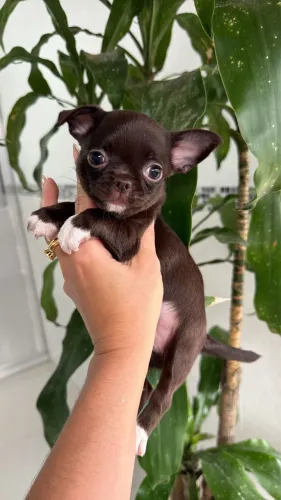 Chihuahua choco Pêlo Curto linhagem Russa