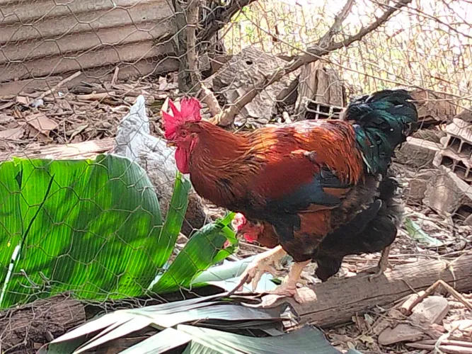 Galo GSB