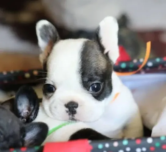 Bulldog Francês Filhotes Super Companheiros.