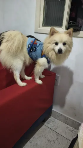 Spitz alemão pequeno