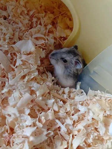 Hamster