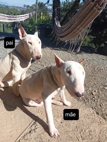 Bull terrier 