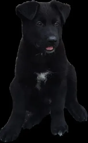Cachorro