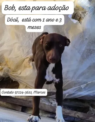 Cão sem raça definida!!! 1 ano idade
