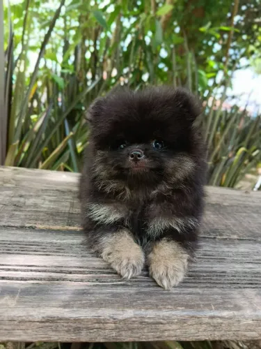 Spitz alemão anão macho