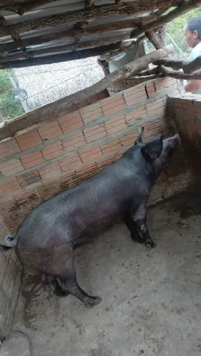 Vendo reprodutor