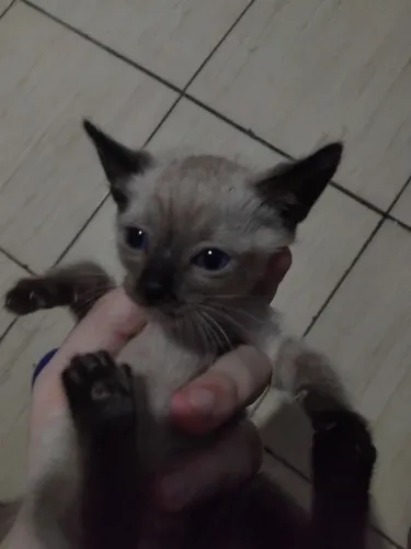 Gatos para adoção 