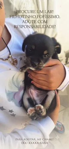 Cachorrinhos para adoçao porte pequeno