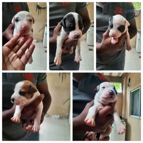 Filhotes de pitbull