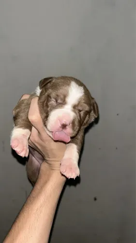 American bully