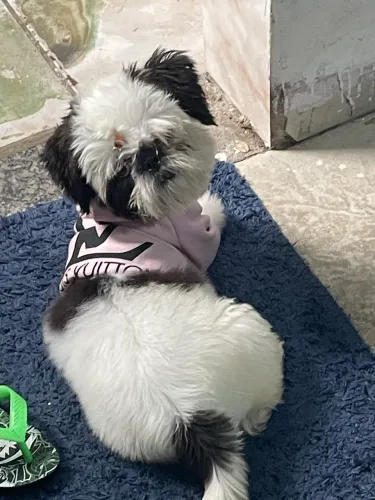 Shih Tzu filhote