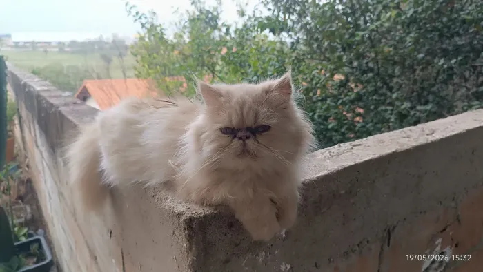 Vendo 2 gato macho persa 