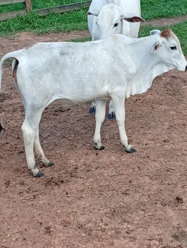 Vendo bezerra .