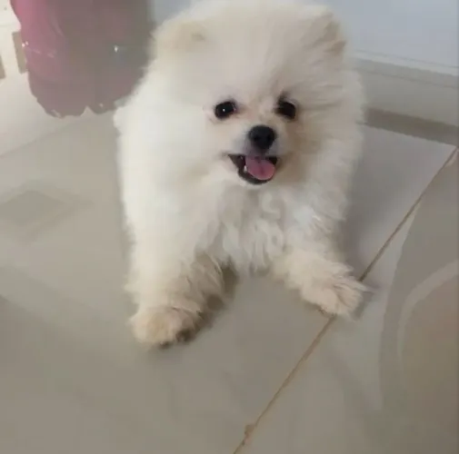 Doces bebês :: Spitz Alemão 