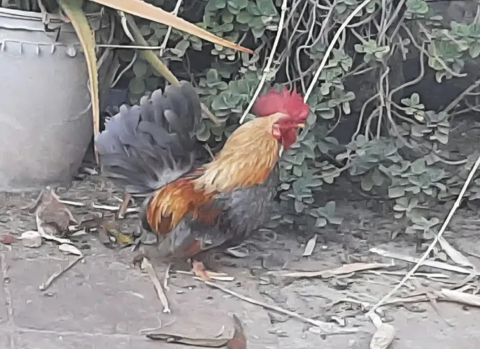 Franguinho (Galo) Nagasaki Trigo Azul