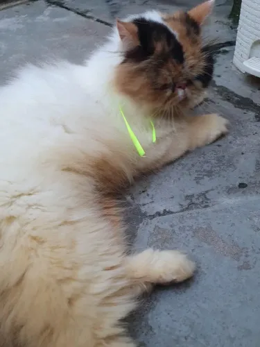 Gata persa adulta 