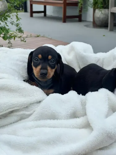 dachshund