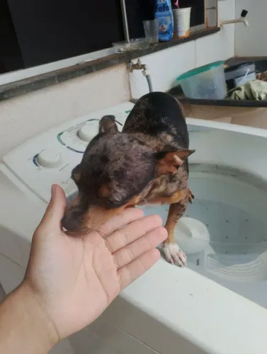 Pinscher 0