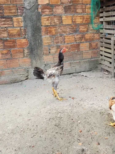 3 Frangos por $150
