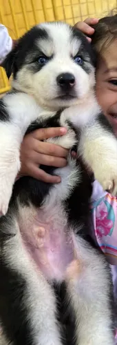 Filhotes de husky siberiano disponível 
