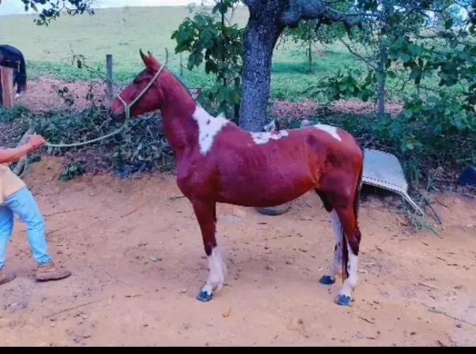 Égua mangalarga marchador 