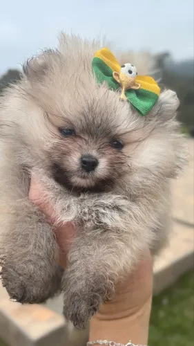 Spitz Alemão / Lulu da Pomerania. PARCELAMOS EM ATÉ 10X SEM JUROS