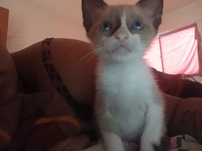 Gatinha de um 1 mês e 20 dias