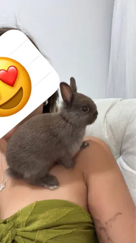 Coelho Anão Raça Netherland Coelhinho