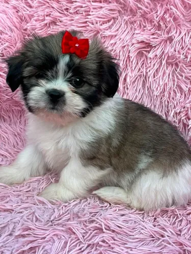 Shihtzu fêmea preço imperdível