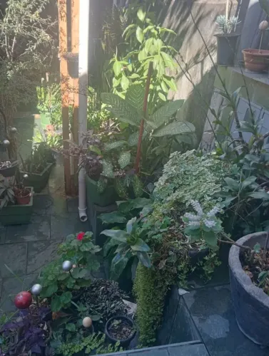 Plantas