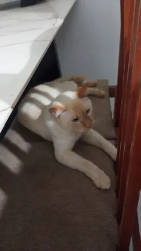 Doação de gato