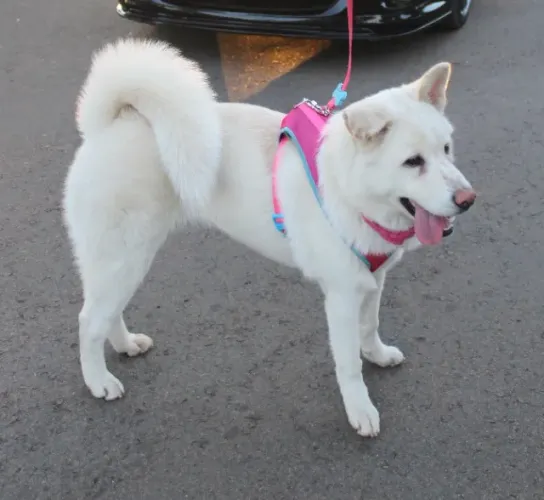 Akita Inu