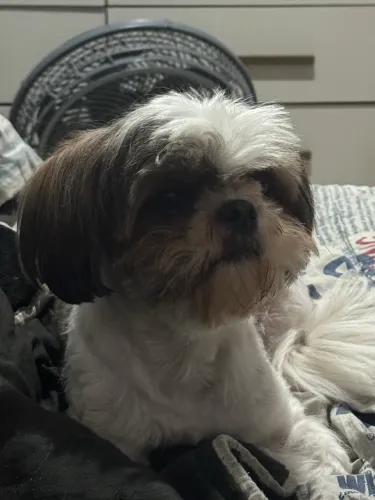 Cachorrinha shih tzu